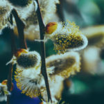 Blind Willow, Sleeping Woman, Haruki Murakami