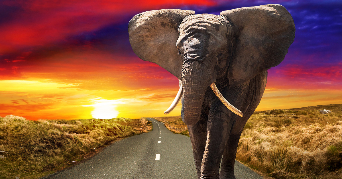 The Elephant Vanishes Haruki Murakami